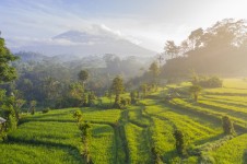 Destinasi Wisata yang Memiliki Keindahan Alam Hijau? Bali Menjadi Tujuannya