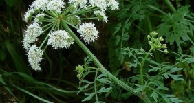 Putih Cantik yang Mematikan, Mengenal Hemlock Water Dropwort