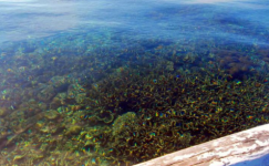 Menikmati Indahnya Air Jernih di Gili Bidara Lombok