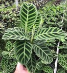 Makna Tanaman Do’a Calathea