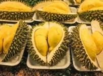 Simak Berikut Manfaat Durian Bagi Kesehatan Tubuh 