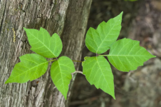 Hati-hati Bila Menemukan Tanaman Ini!, Ayo Mengenal Bahayanya Poison Ivy