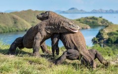 Komodo yang di Takuti Kepunahannya