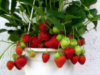 Cara Mudah Agar Tanaman Strawberry Berbuah Lebat