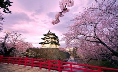 5 Jenis Bunga Sakura dan Keunikannya  