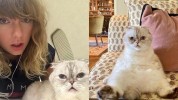 Terkaya Ketiga di Dunia, Kucing Taylor Swift Miliki Kekayaan Rp1,5 Triliun