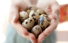Kecil Namun Banyak Manfaat, Simak Manfaat Telur Puyuh Bagi Kesehatan