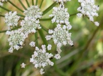 Tanaman Cantik Namun Mematikan, Hemlock Water Dropwort