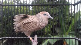 Cukup Beri Kacang Hijau Kicau Burung Perkutut Gacor Maksimal