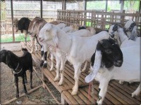 Jenis Kambing Untuk Qurban dan Cirinya