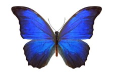 Arti Filosofi Gambar Kupu-kupu 
