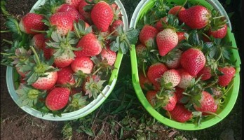 Ini Lho Cara Mudah dan Sederhana Menanam Strawberry Berbuah Lebat