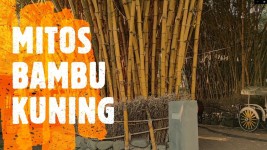 Mitos Tanaman Hias Bambu Kuning Dipercaya Sebagai Pagar Gaib