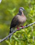 Burung Perkutut Malas Bersuara? Inilah Penyebabnya