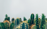 Cara Merawat Kaktus Agar Tetap Hidup Agar Dapat Bertahan Lama   