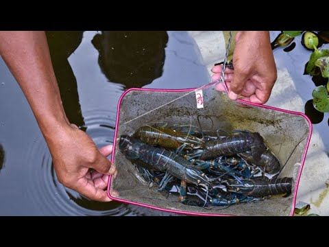8 Tips Membudidayakan Lobster Air Tawar  