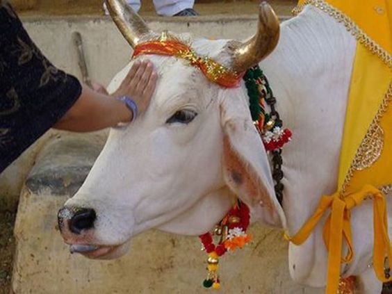 Begini Penjelasan Agama Hindu Tidak Mengkonsumsi Daging Sapi