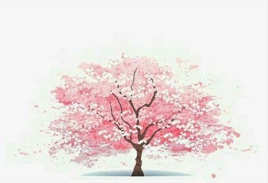Fakta Cherry Blossom di Jepang