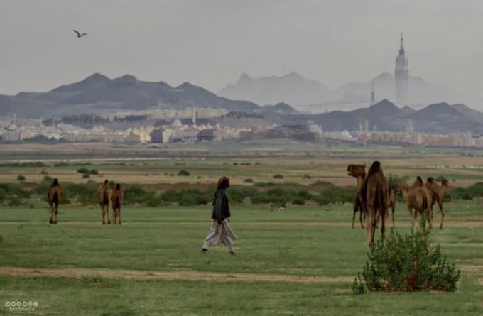 Viral! Gurun di Arab Saudi Sudah Menghijau, Apakah Akhir Zaman Sudah Dekat?