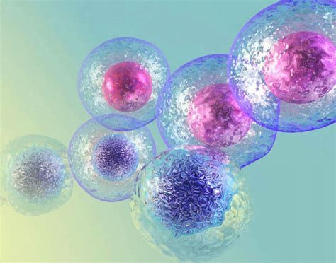 Manfaat Stem Cell Untuk Perawatan dan Kecantikan Muka