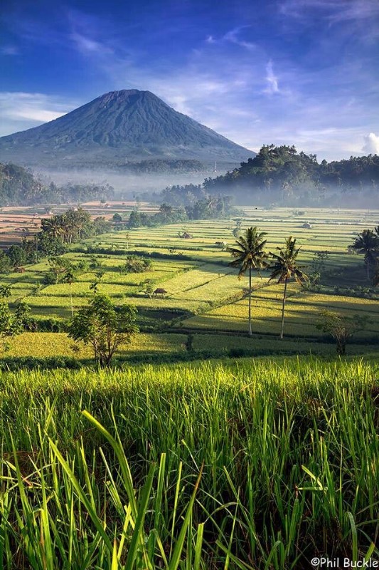 7 Negara dengan Hutan Terbesar di Dunia, Indonesia Salah Satunya?